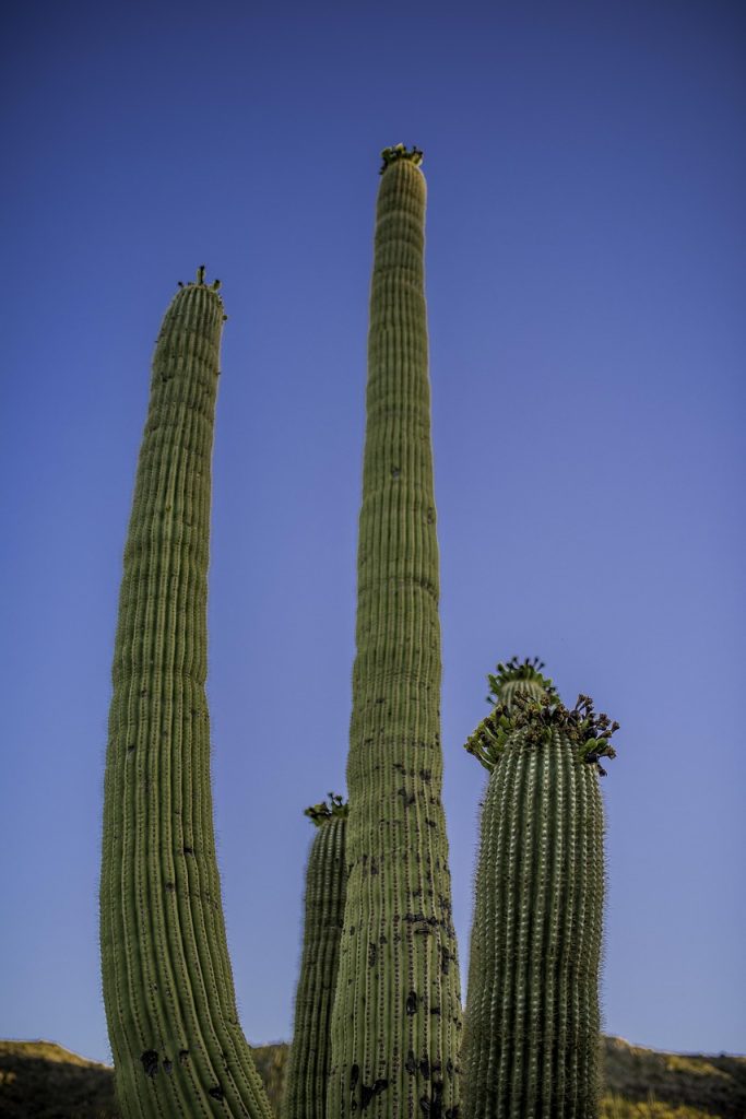 What Is the Affordable Care Act (ACA)? A Guide for Individuals and Families cactus, az, landscape, saguaro, tucson, arid, vegetation, western, silhouette, hot, mountains, nature, cacti, blue vegetables